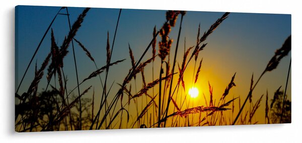 Obraz - Západ slnka v lúke (120x50 cm)