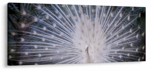 Obraz - Biely páv (120x50 cm)