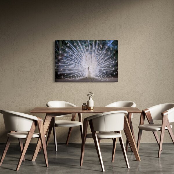 Obraz - Biely páv (90x60 cm)