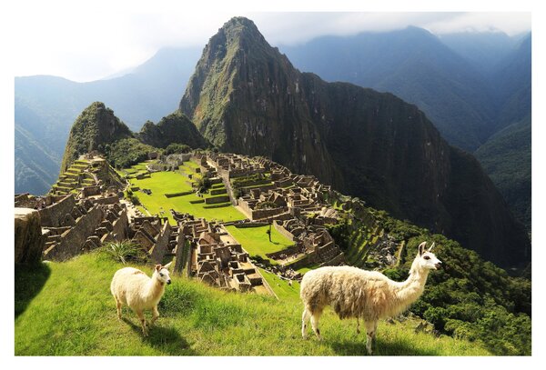 Obraz - Lamy v Machu Picchu (90x60 cm)