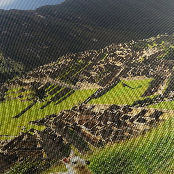 Obraz - Lamy v Machu Picchu (70x50 cm)