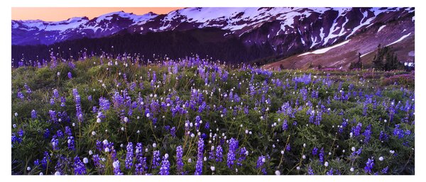 Obraz - Sopka a kvety (120x50 cm)