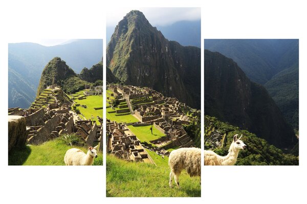 Obraz - Lamy v Machu Picchu (90x60 cm)