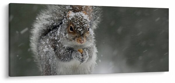 Obraz - Veverička v zime (120x50 cm)
