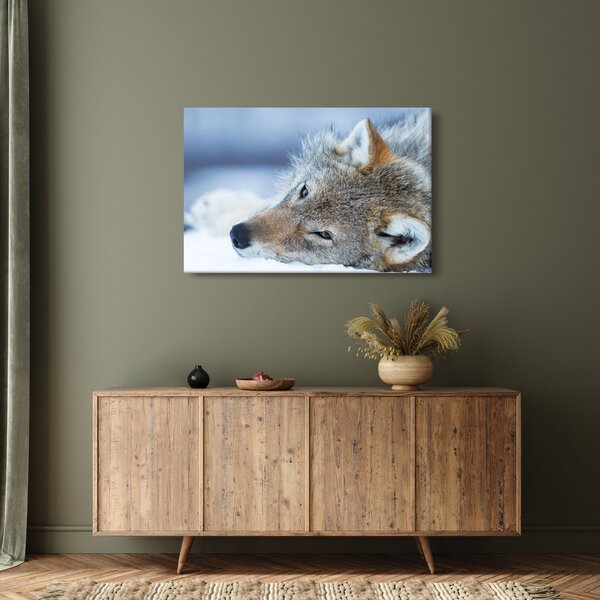 Obraz - Vlk (90x60 cm)