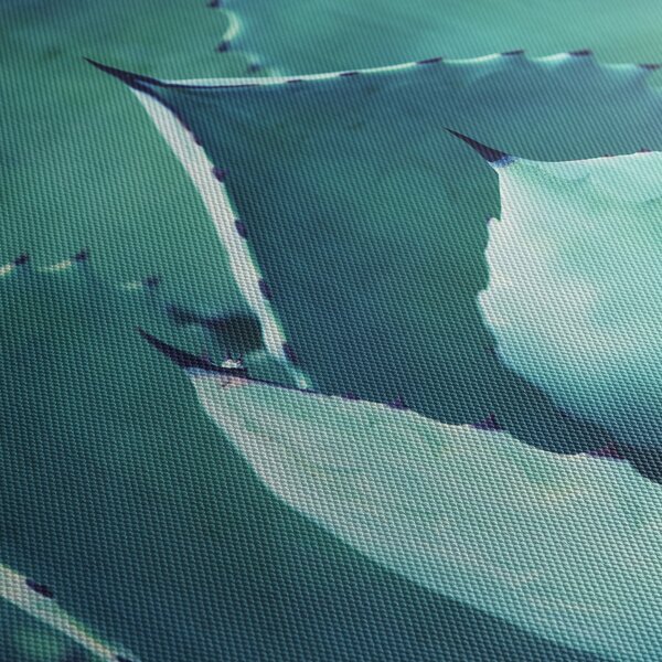 Obraz - Sukulent (150x105 cm)