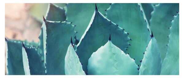 Obraz - Sukulent (120x50 cm)