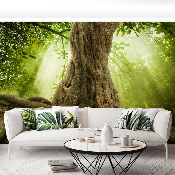 Fototapeta Vliesová Veľké korene stromov 152x104 cm