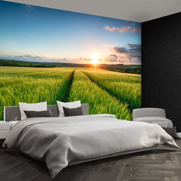 Fototapeta Vliesová Jačmeň poľe 250x104 cm