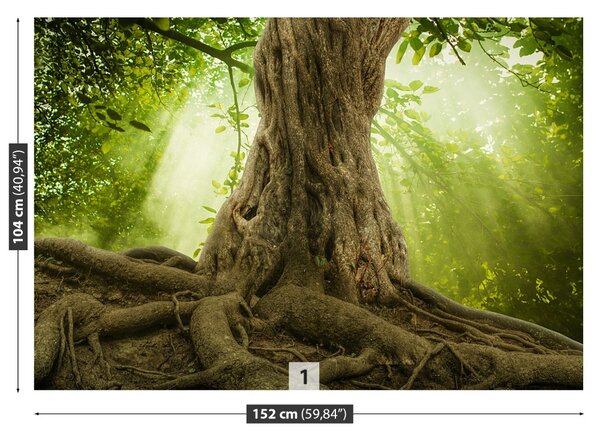 Fototapeta Vliesová Veľké korene stromov 152x104 cm