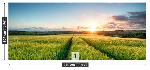 Fototapeta Vliesová Jačmeň poľe 250x104 cm