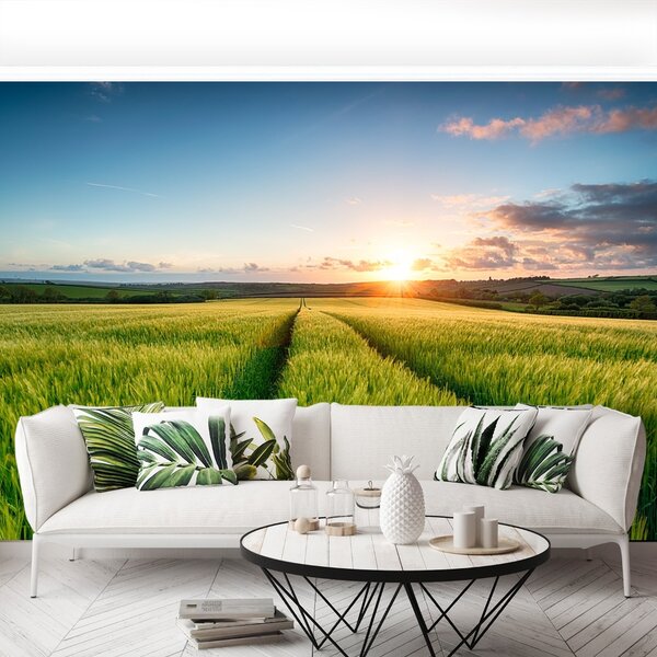 Fototapeta Vliesová Jačmeň poľe 250x104 cm