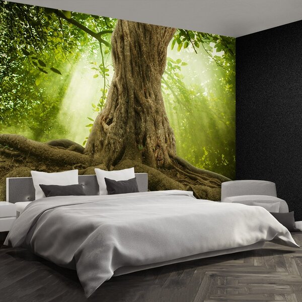 Fototapeta Vliesová Veľké korene stromov 152x104 cm