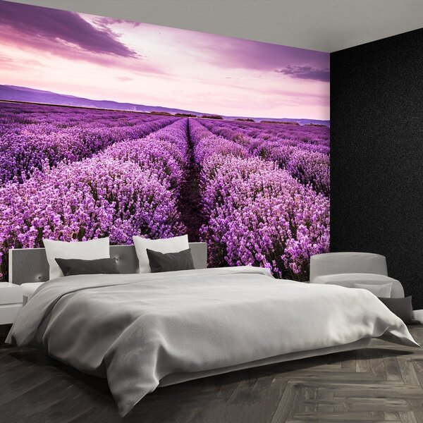 Fototapeta Vliesová Kvitnúce levandule 104x70 cm