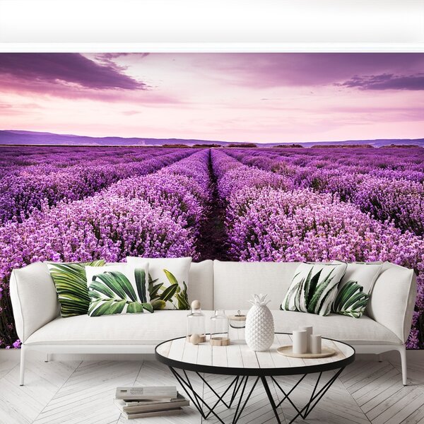 Fototapeta Vliesová Kvitnúce levandule 104x70 cm