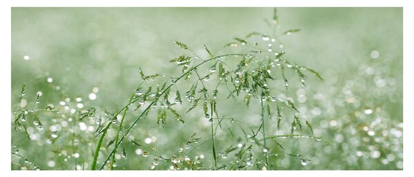 Obraz - Rosa v tráve (120x50 cm)