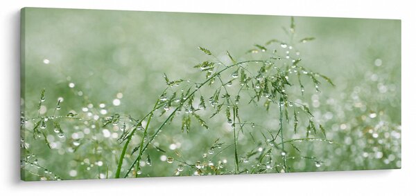 Obraz - Rosa v tráve (120x50 cm)
