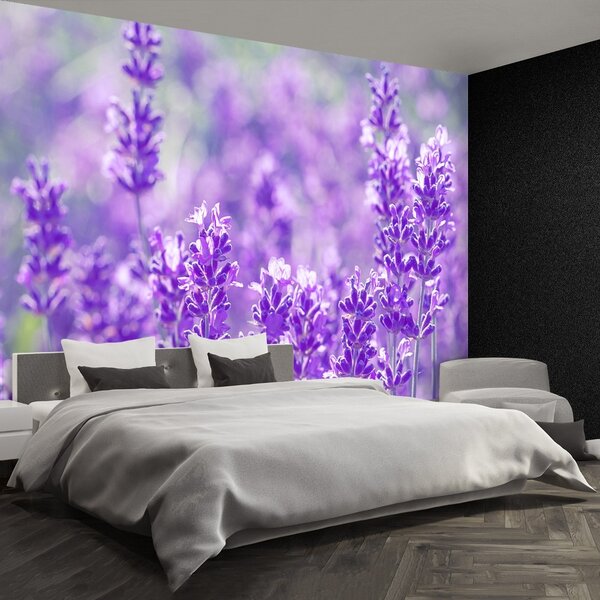 Fototapeta Vliesová Fialová levanduľa 104x70 cm