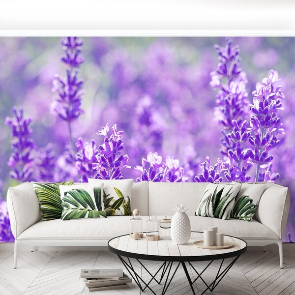 Fototapeta Vliesová Fialová levanduľa 104x70 cm