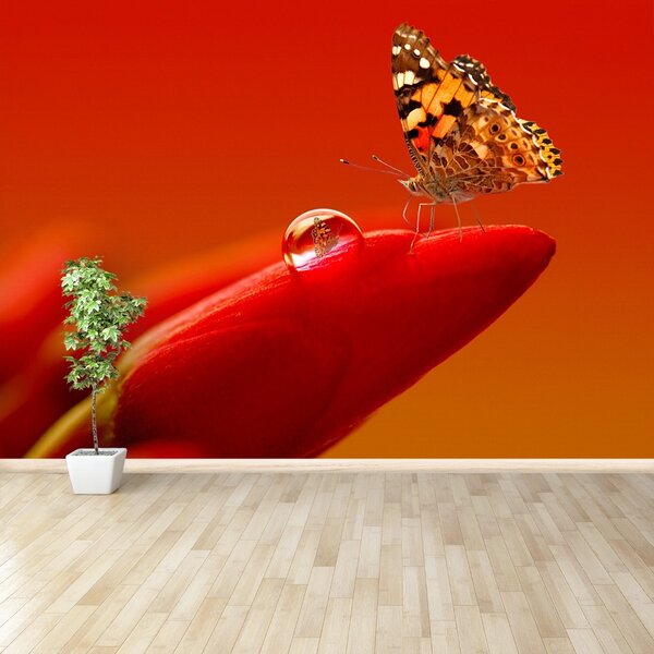 Fototapeta Vliesová Motýľ tulipán 152x104 cm