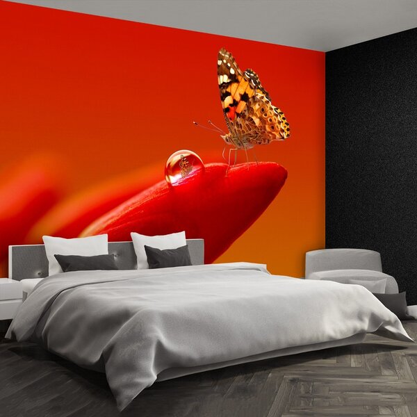 Fototapeta Vliesová Motýľ tulipán 152x104 cm