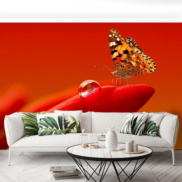 Fototapeta Vliesová Motýľ tulipán 152x104 cm