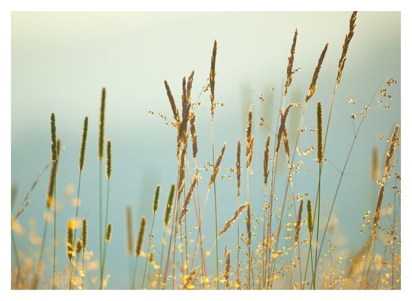 Obraz - Lúčny okamih (70x50 cm)