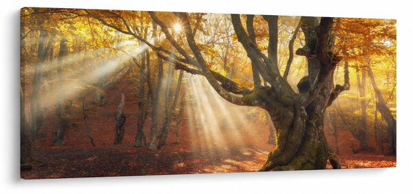 Obraz - Jesenný svit (120x50 cm)