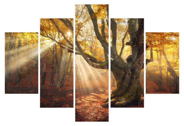 Obraz - Jesenný svit (150x105 cm)
