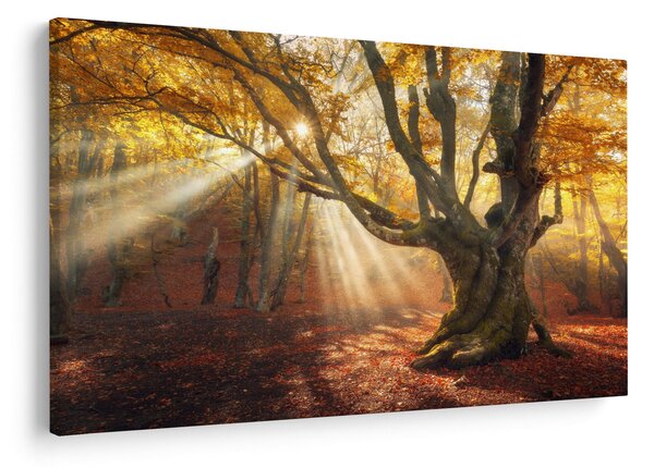 Obraz - Jesenný svit (90x60 cm)