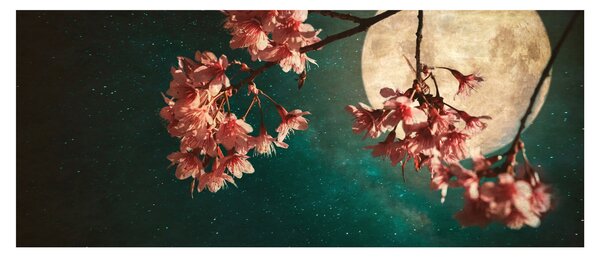 Obraz - Sakura v splne (120x50 cm)