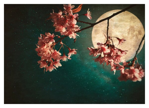 Obraz - Sakura v splne (70x50 cm)