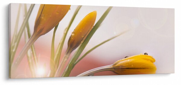 Obraz - Jarné kvety (120x50 cm)