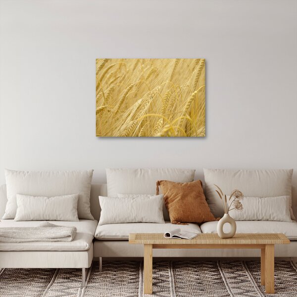Obraz - Jačmeň (70x50 cm)