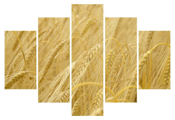 Obraz - Jačmeň (150x105 cm)