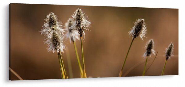 Obraz - Travina (120x50 cm)