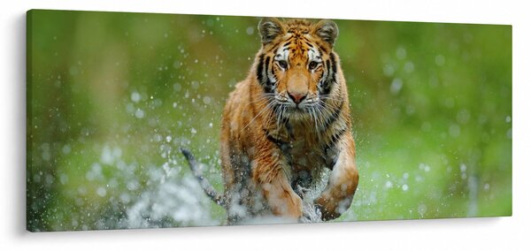 Obraz - Bežiaci tiger (120x50 cm)