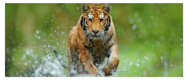 Obraz - Bežiaci tiger (120x50 cm)