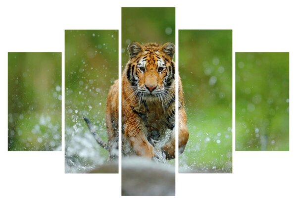 Obraz - Bežiaci tiger (150x105 cm)