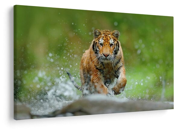 Obraz - Bežiaci tiger (90x60 cm)
