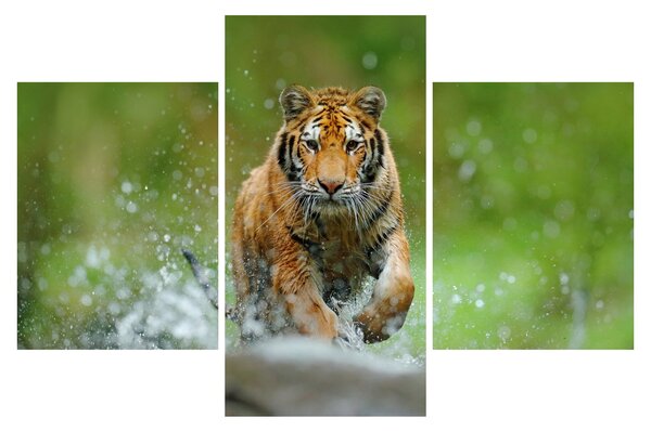 Obraz - Bežiaci tiger (90x60 cm)