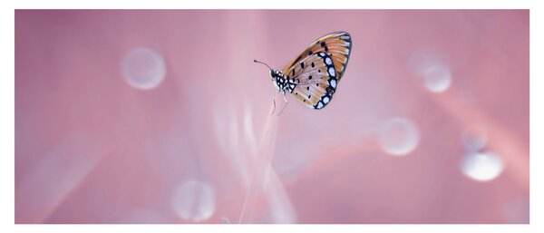 Obraz - Motýlik (120x50 cm)