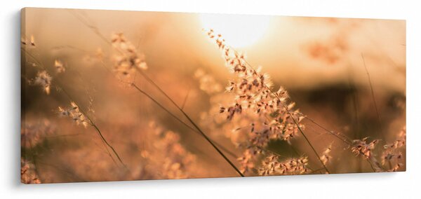 Obraz - Tráva na slnku (120x50 cm)