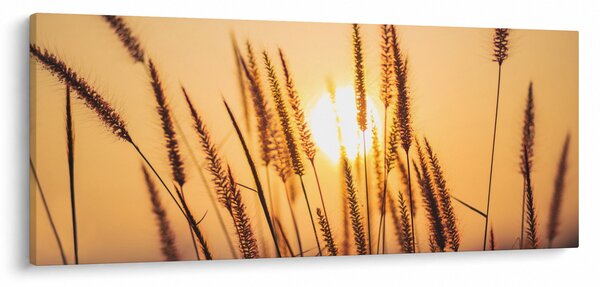 Obraz - Traviny na slnku (120x50 cm)