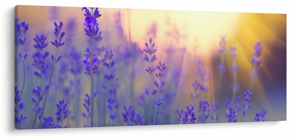 Obraz - Levanduľa (120x50 cm)