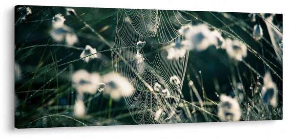 Obraz - Pavučina (120x50 cm)