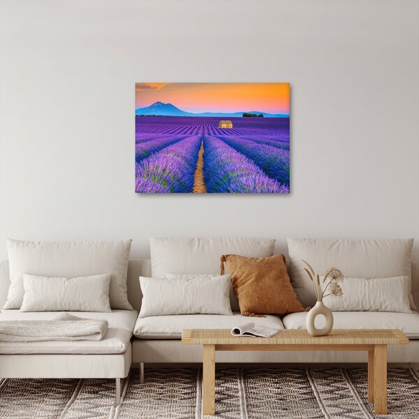 Obraz - Levanduľové pole (70x50 cm)