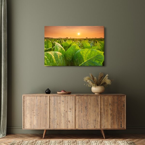Obraz - Pole (90x60 cm)