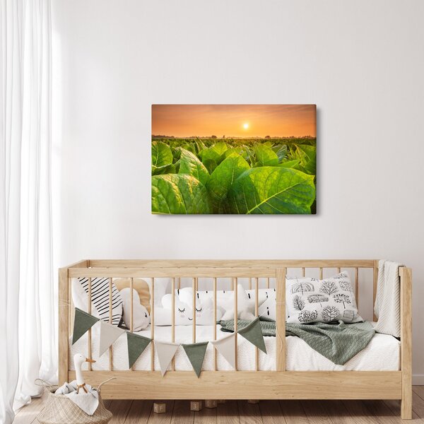 Obraz - Pole (90x60 cm)