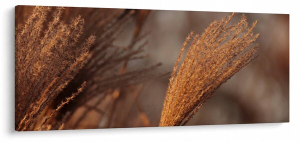 Obraz - Kortadéria (120x50 cm)